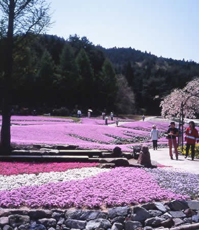 花のじゅうたん