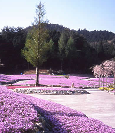 花のじゅうたん