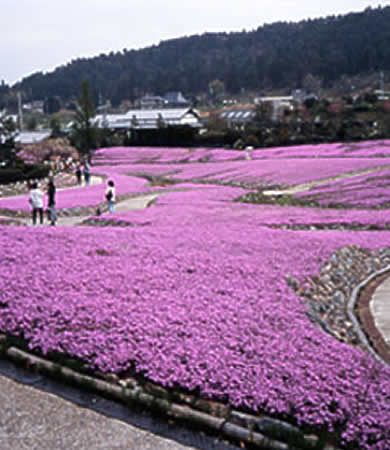 花のじゅうたん