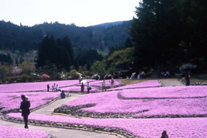 花のじゅうたん風景